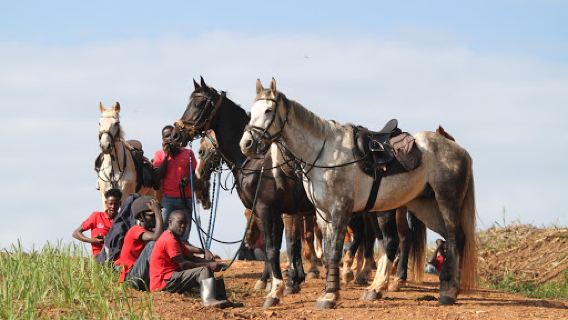 Nile Horseback Safaris
