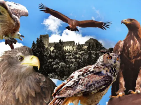 フレーミング・ファルクネライ・ツー・ブルク・ラーベンシュタイン