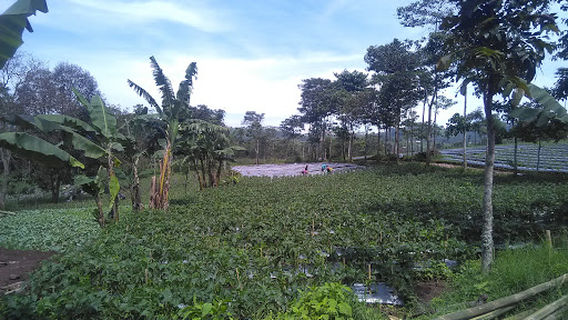 Wana Lawang Pinus