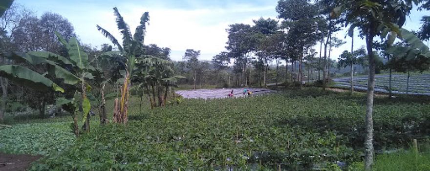 Wana Lawang Pinus
