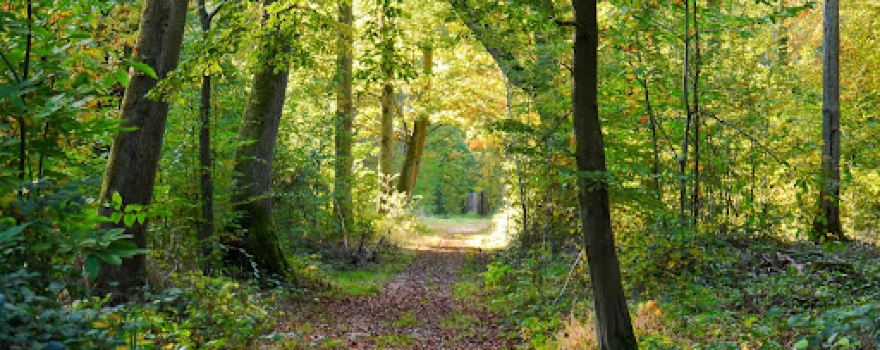 Dering Woods