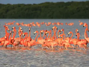 Flamingo Tours