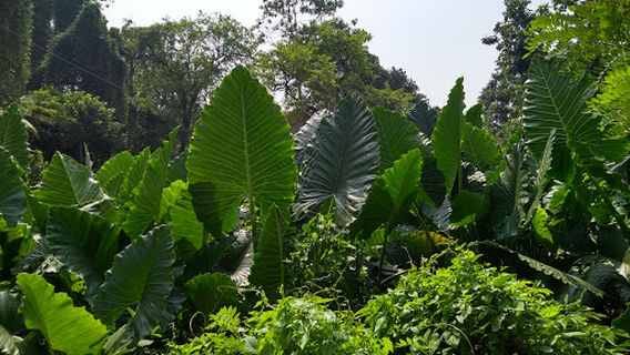 Kuma Ayurveda Treatment Center