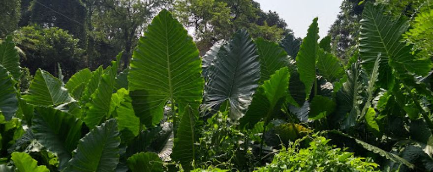 Kuma Ayurveda Treatment Center