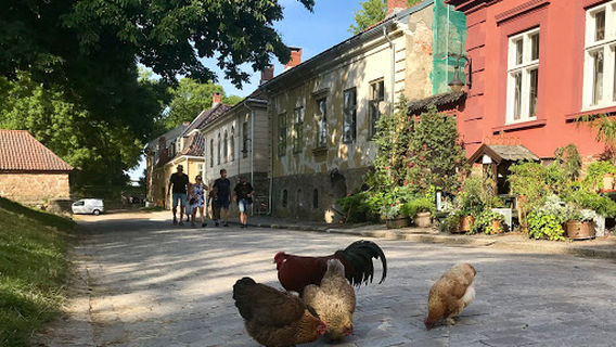 Gamlebyen Geit Og Fjærkreavlslag