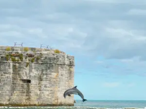 Dolphin Quest Bermuda