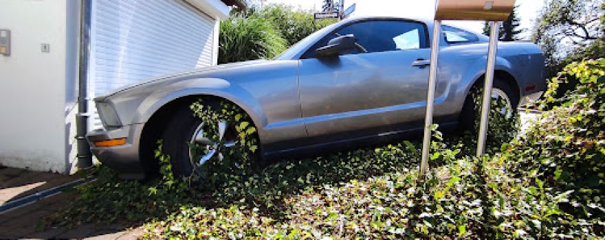 Standing Mustang