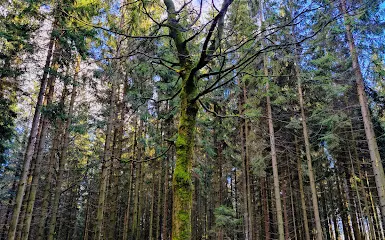 Naturwaldreservat Fichtelseemoor