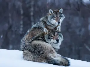 Polar Park