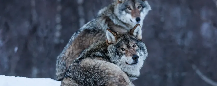 Polar Park