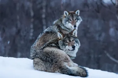 Polar Park