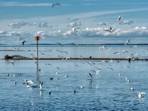 Estrela da Ria Formosa