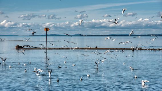 Estrela da Ria Formosa