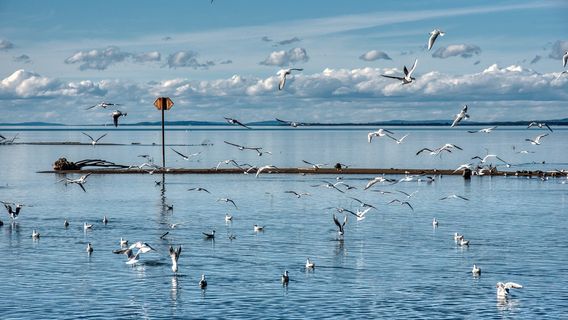 Estrela da Ria Formosa