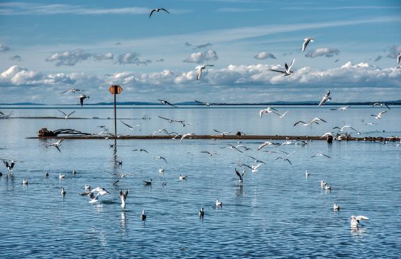 Estrela da Ria Formosa