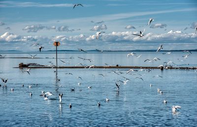 Estrela da Ria Formosa