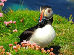 Isle of Lunga