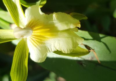Aprovaca (The Orchid Nursery & Conservation Center)