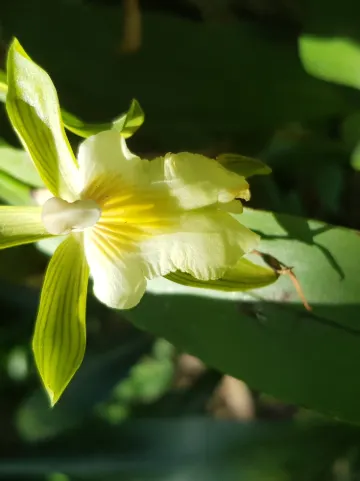 Aprovaca (The Orchid Nursery & Conservation Center)