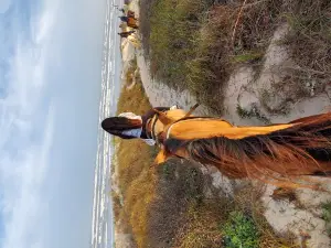 Horses on the Beach