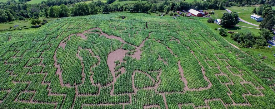 Great Vermont Corn Maze