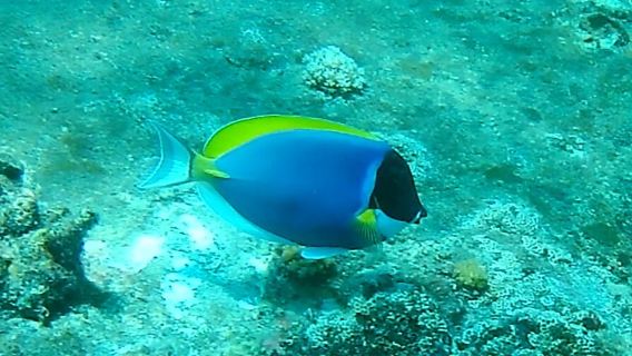 Whitetip Divers