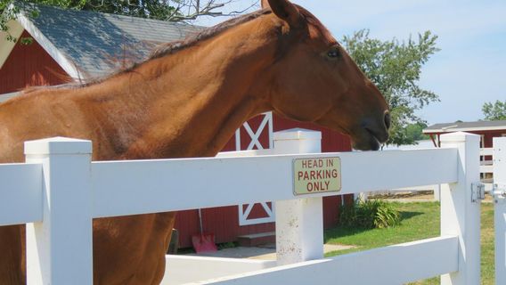 Baiting Hollow Farm Vineyard