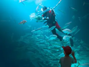 The North Sea Oceanarium
