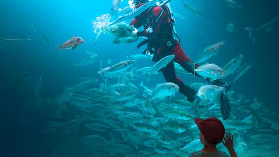 The North Sea Oceanarium