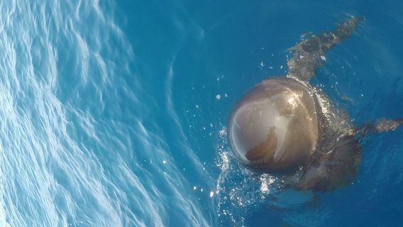Nager avec les Dauphins