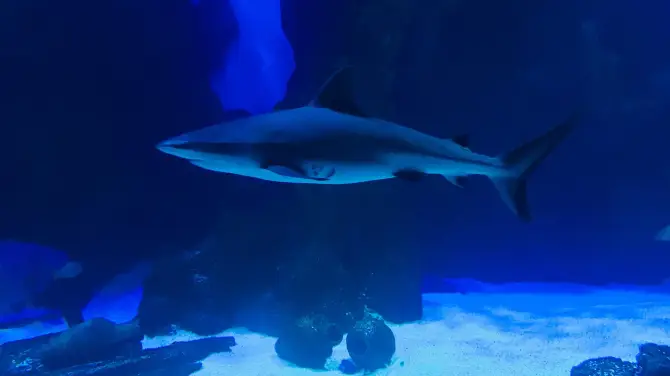 5_Fakieh Aquarium