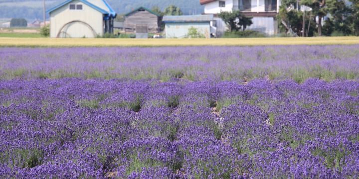 Lavender East