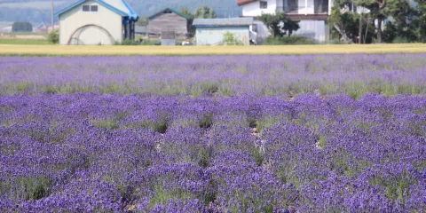 Farm Tomita Lavender East