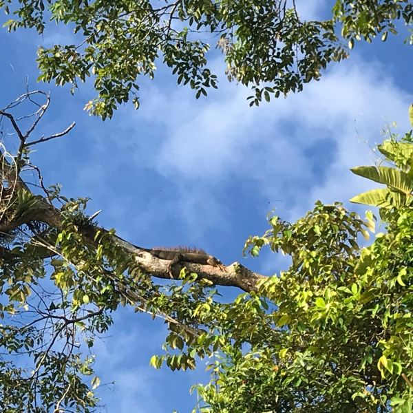 New Delhi to Tortuguero Flights