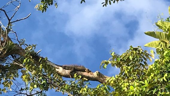 Tortuguero Eco Experiences