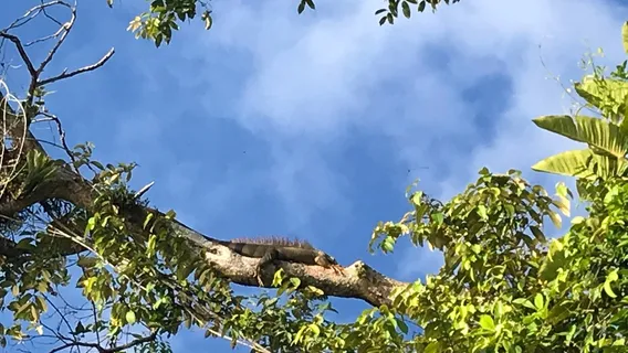 Tortuguero Eco Experiences