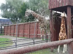 Lupa zoo