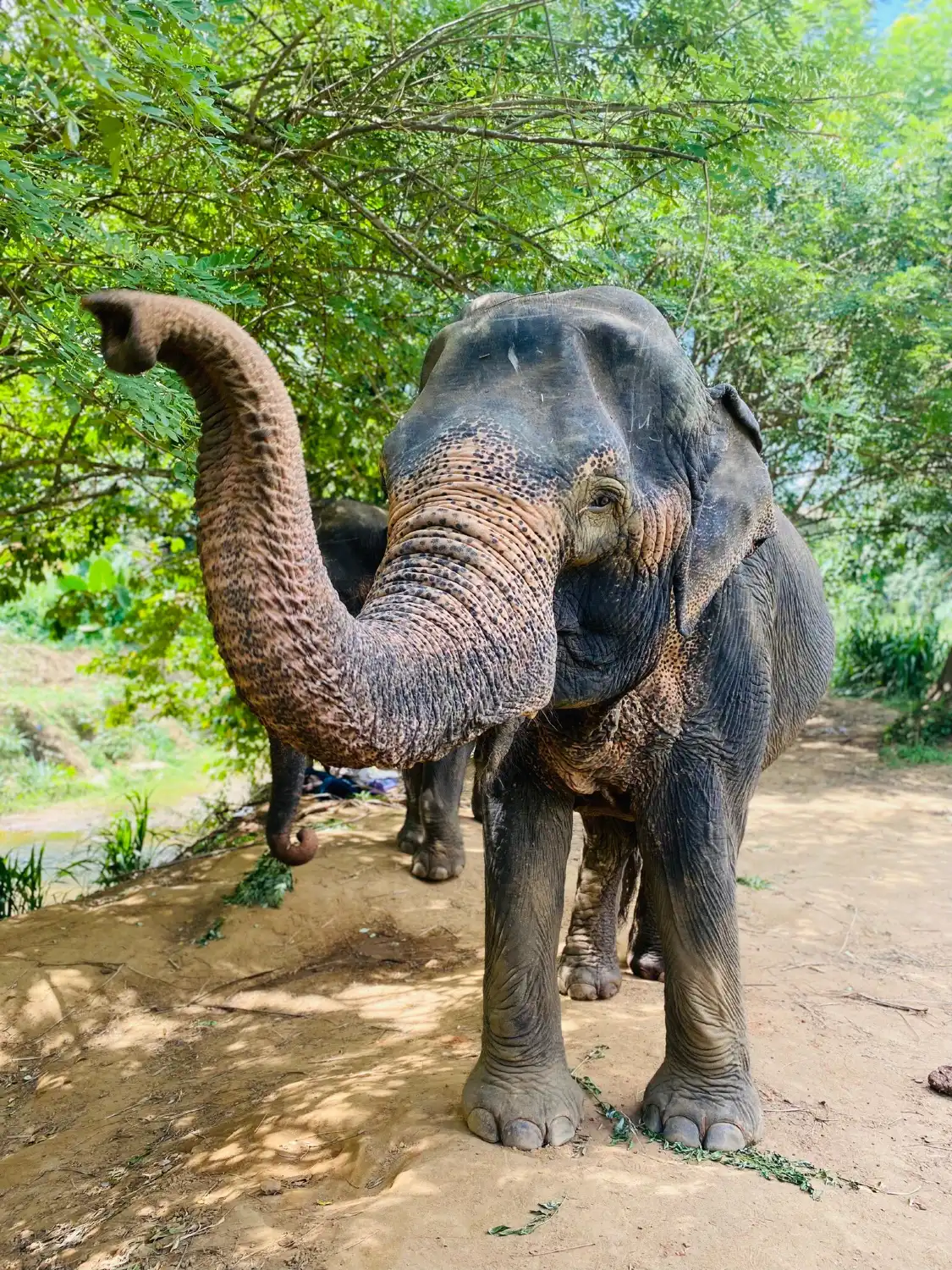 Hotels near The Elephant Freedom Project