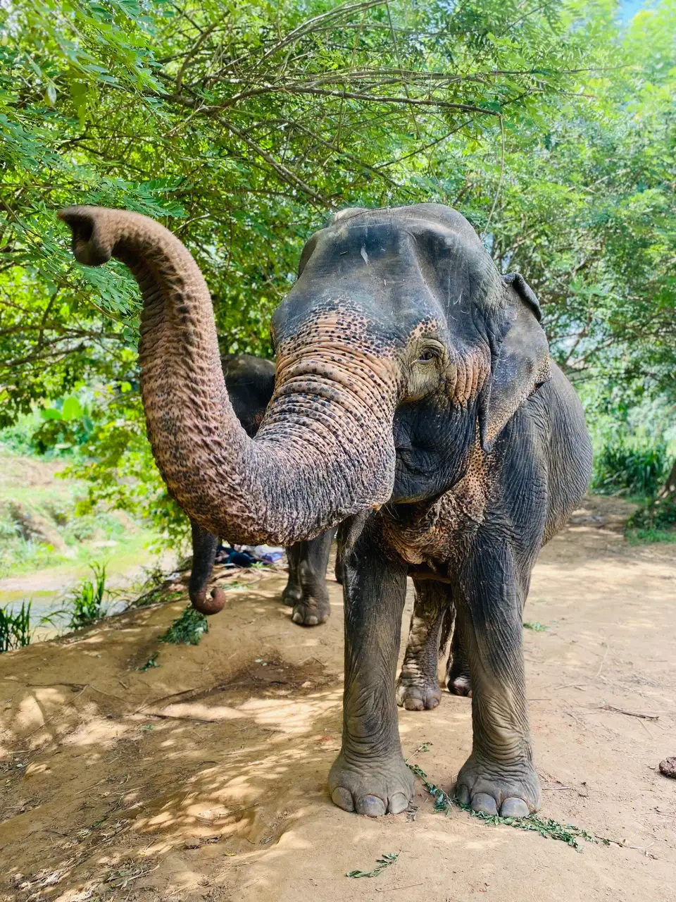 4_The Elephant Freedom Project