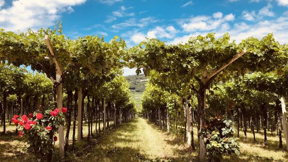 Marano di Valpolicella