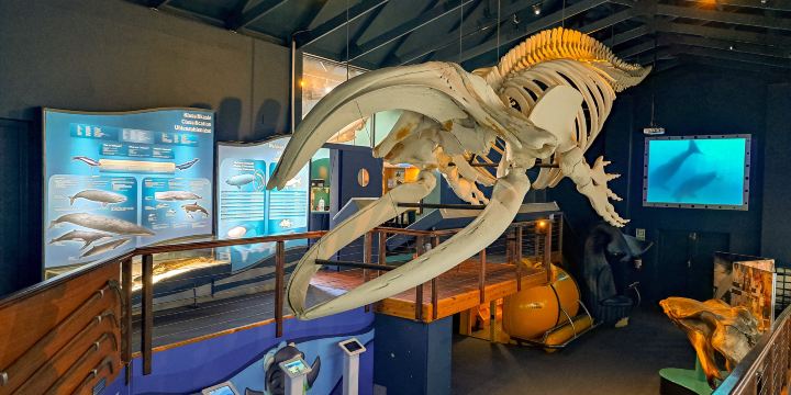 Whale Museum