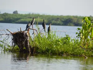 Nile Delta Cruises - Murchison Falls