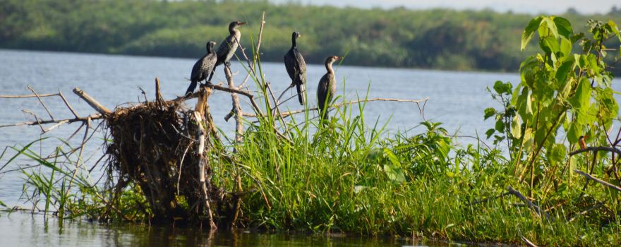 Nile Delta Cruises - Murchison Falls