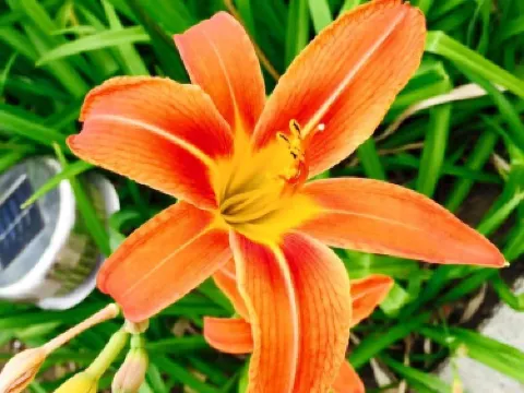 Nha lưu niem Trần Phú