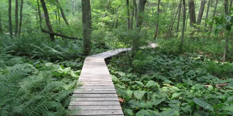 Norcross Wildlife Foundation