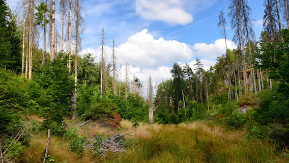 Waldhusche Hinterhermsdorf