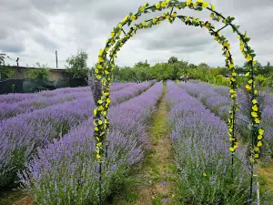 Lavanda de la tara