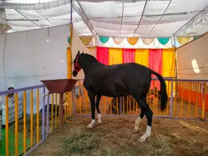 Chetak Festival Sarangkheda