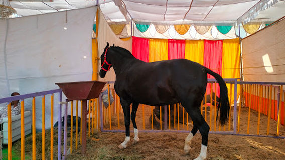 Chetak Festival Sarangkheda