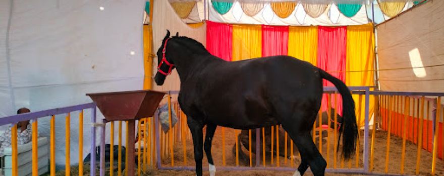 Chetak Festival Sarangkheda